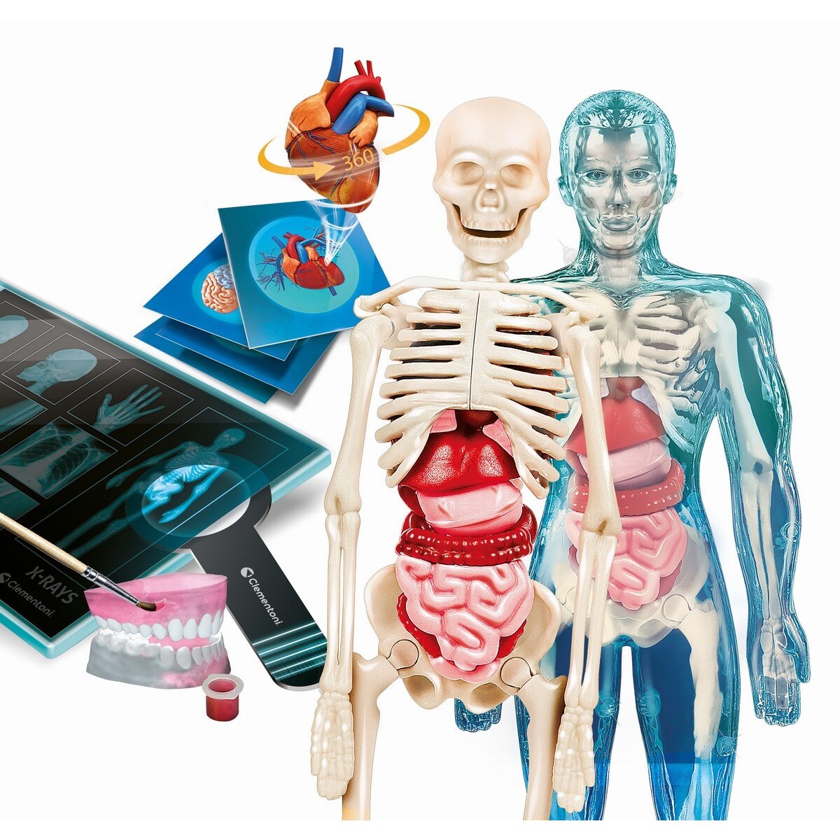 Super Anatomia 2