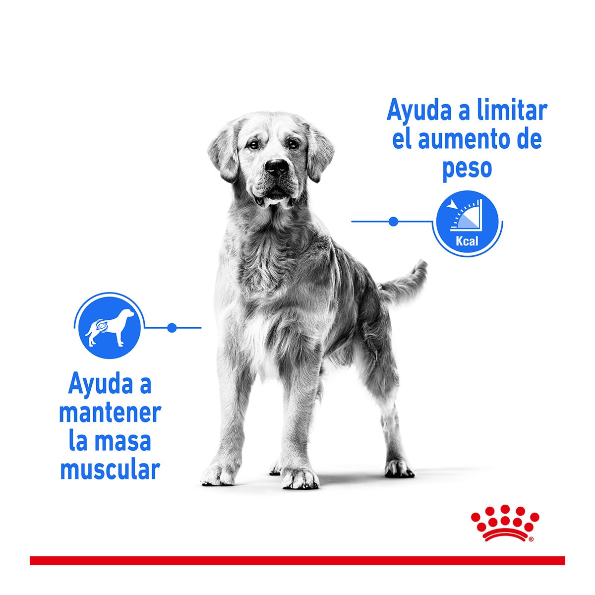 Pienso para perros adultos razas medianas Royal Canin Medium Light Weight Care 3