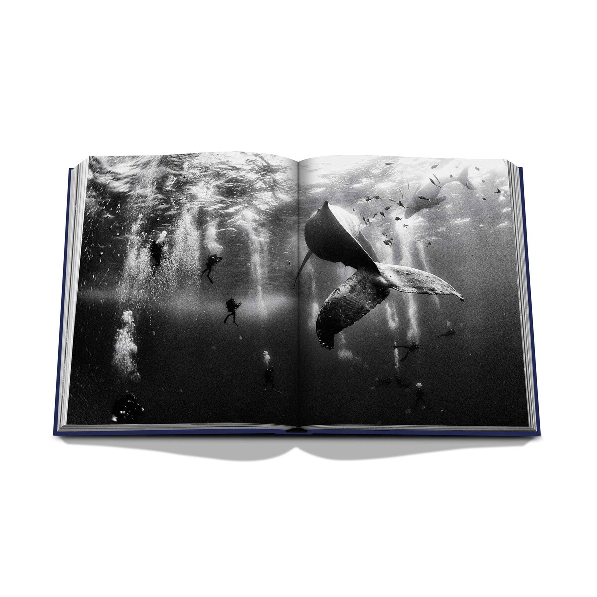 Ocean wanderlust 11