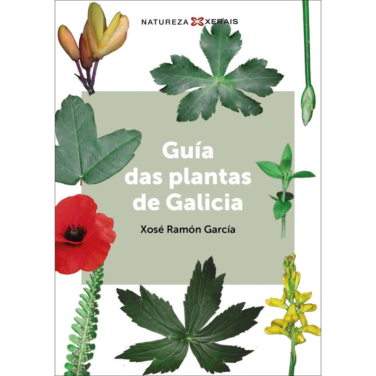Imagem 0 de Guía das plantas de Galicia (Capa mole com abas)