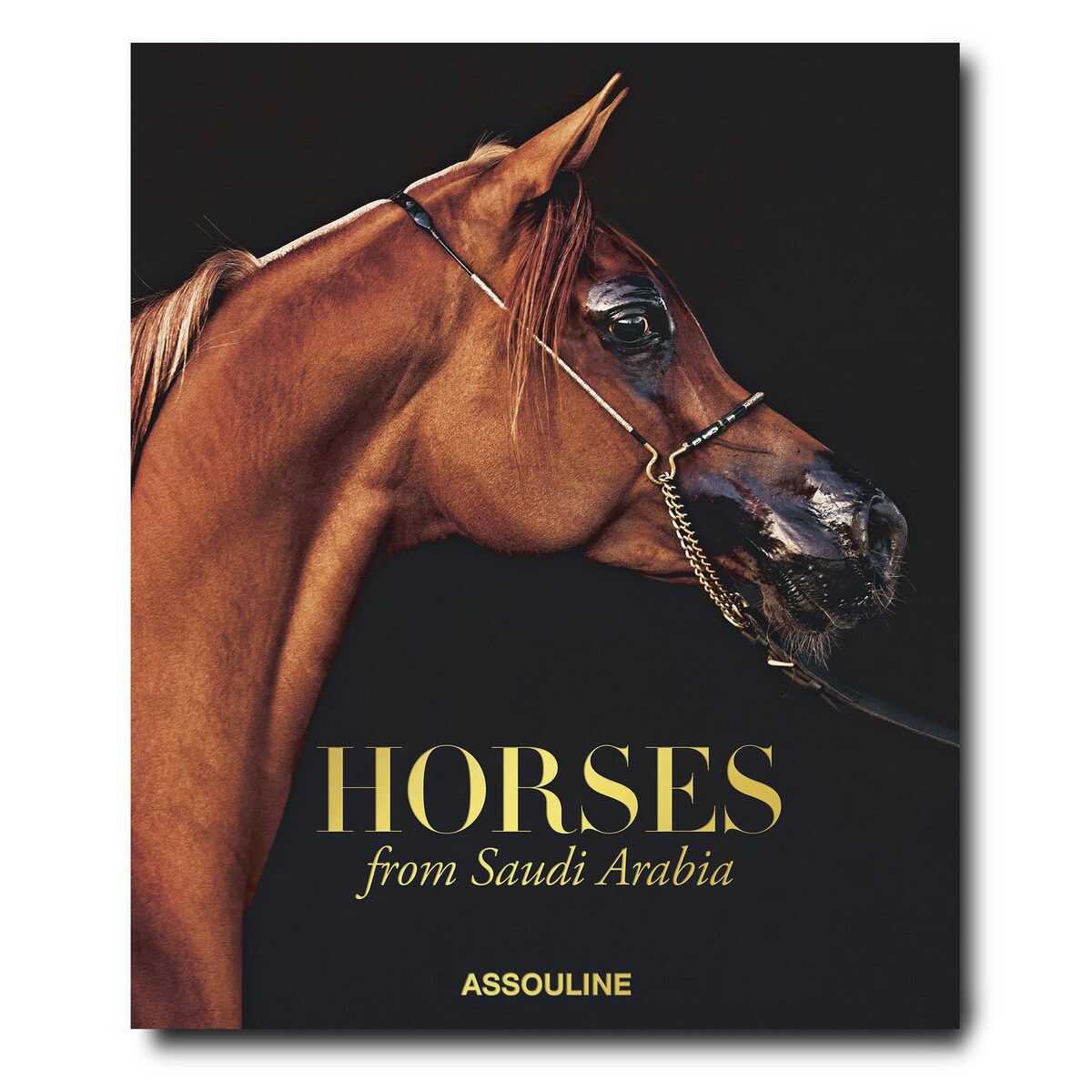 Horses from saudi arabia 2