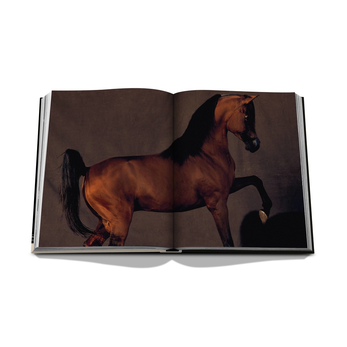 Horses from saudi arabia 12