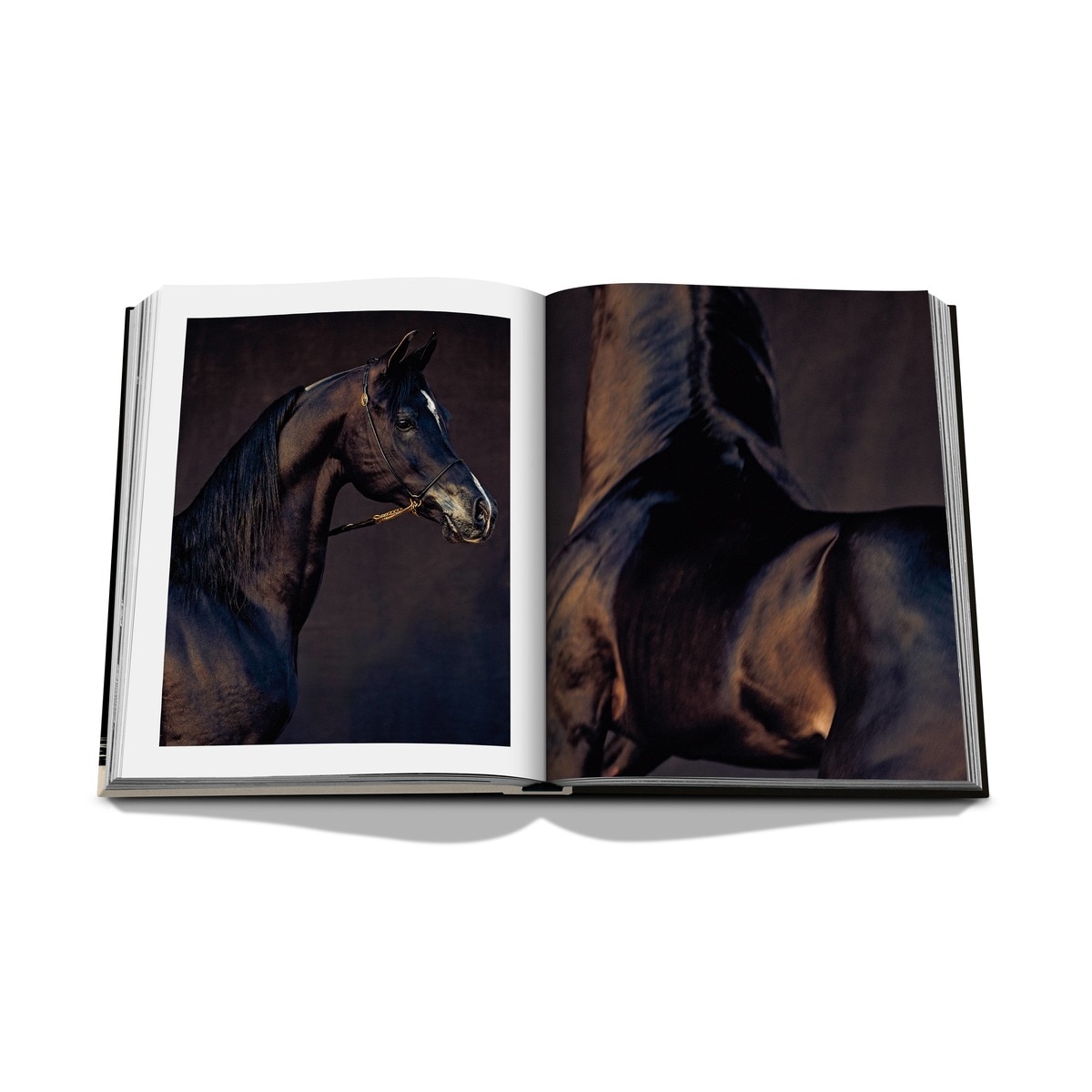 Horses from saudi arabia 13