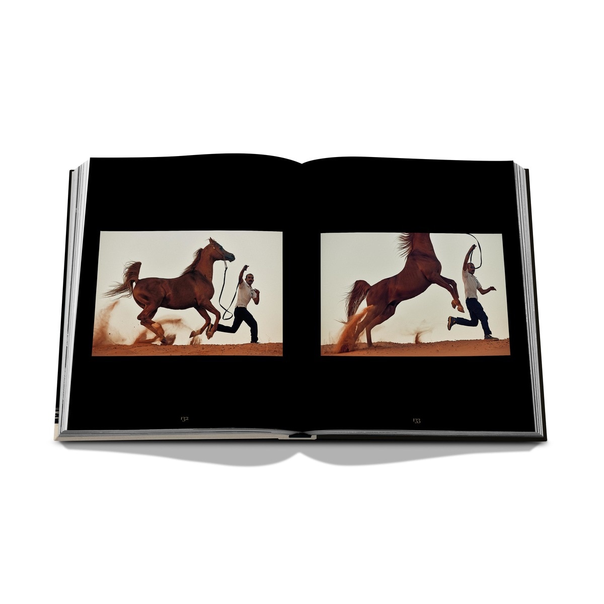 Horses from saudi arabia 7