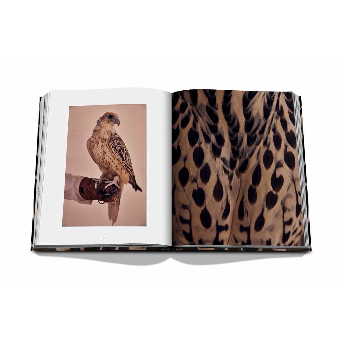 Falcons from saudi arabia 5