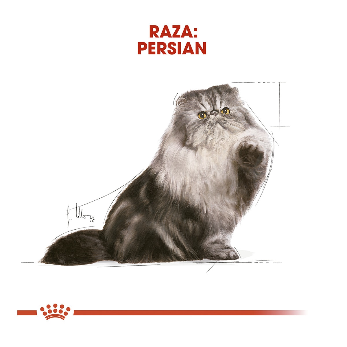 Comida húmeda para gatos adultos Royal Canin Persa 85 g 2