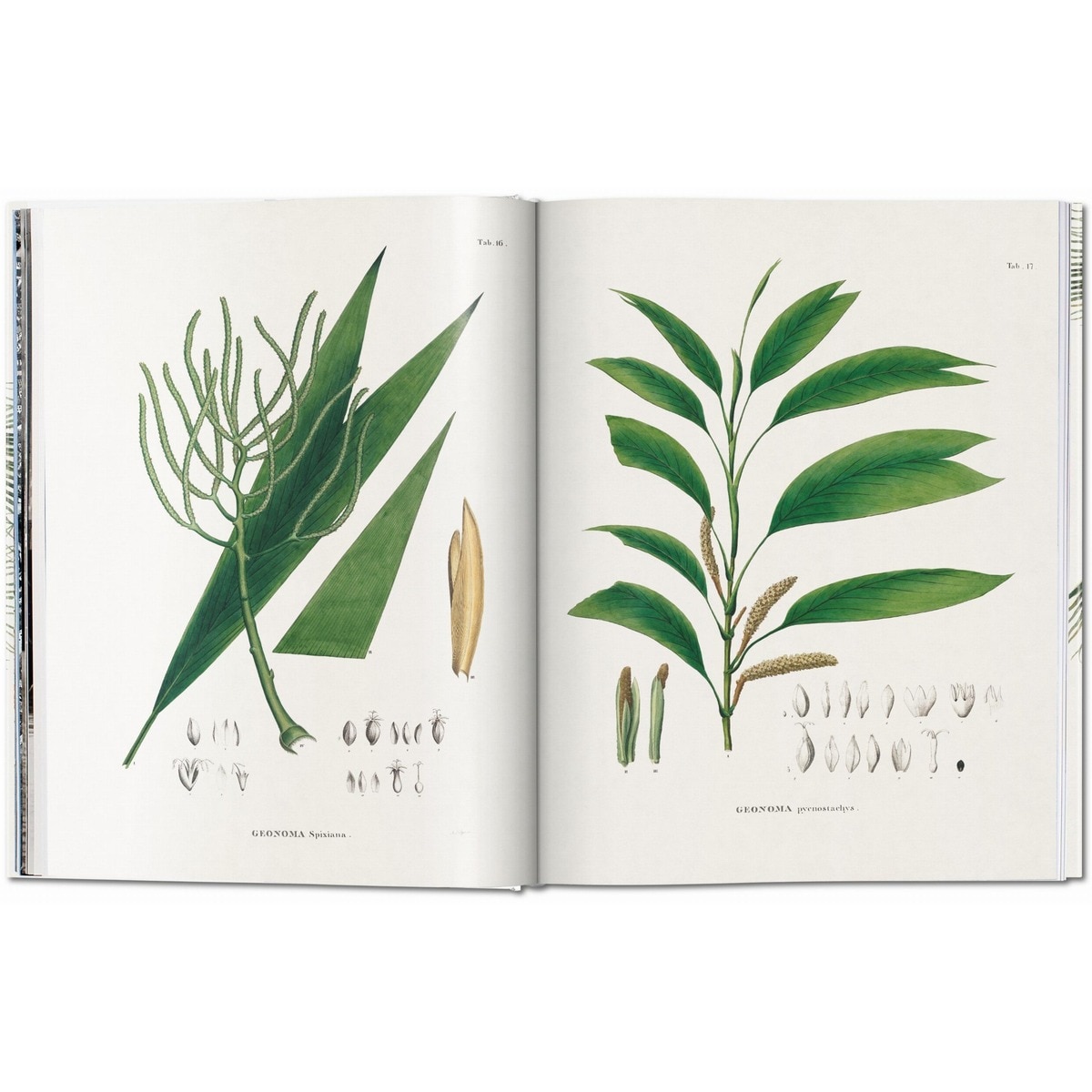 Martius. The Book of Palms (Capa dura) 2