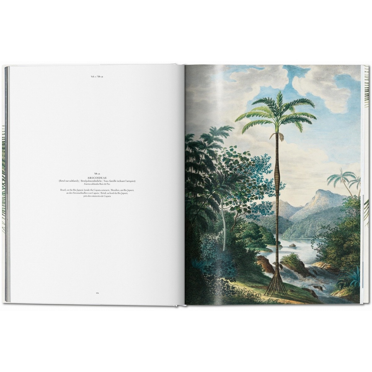 Martius. The Book of Palms (Capa dura) 3