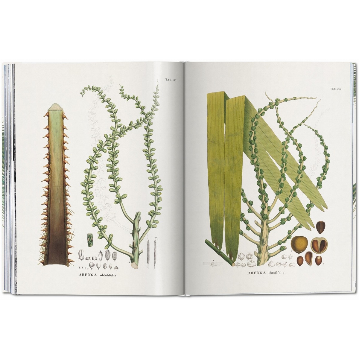Martius. The Book of Palms (Capa dura) 4