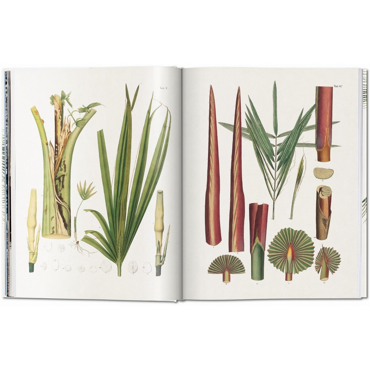 Martius. The Book of Palms (Capa dura) 5