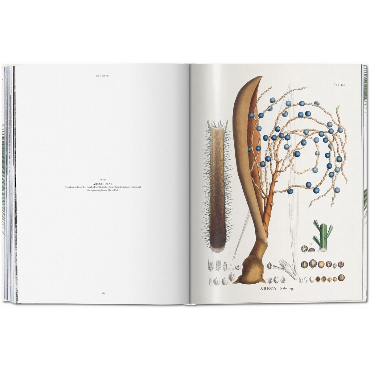 Martius. The Book of Palms (Capa dura) 7
