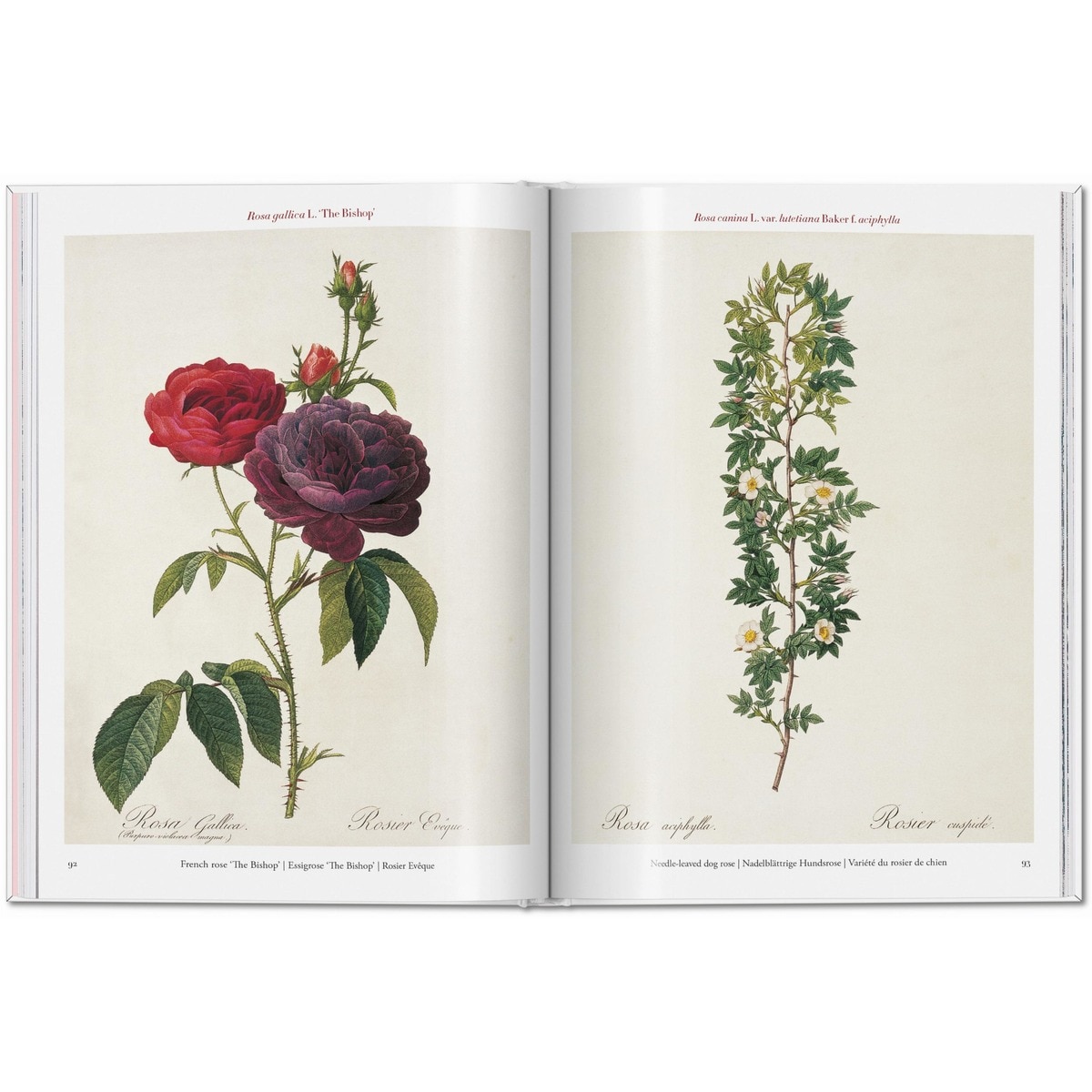 Redouté. Roses (Capa dura) 3