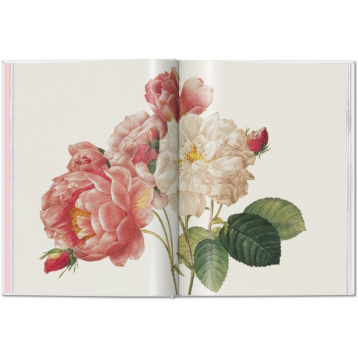 Redouté. Roses (Capa dura) 4