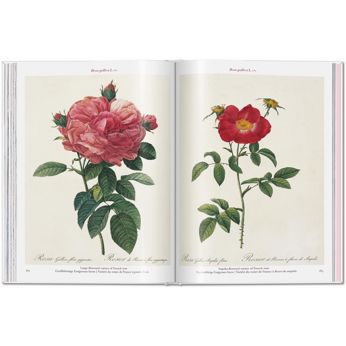 Redouté. Roses (Capa dura) 5