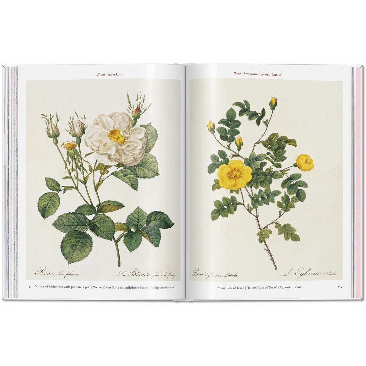 Redouté. Roses (Capa dura) 6