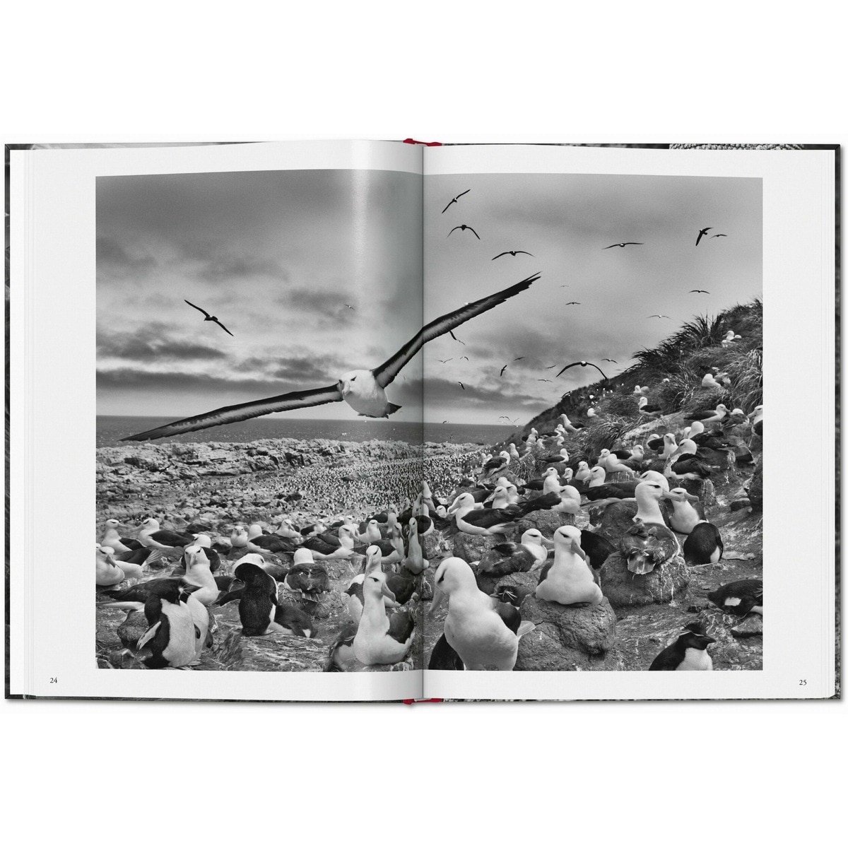 Sebastião Salgado. Génesis (Capa dura) 4