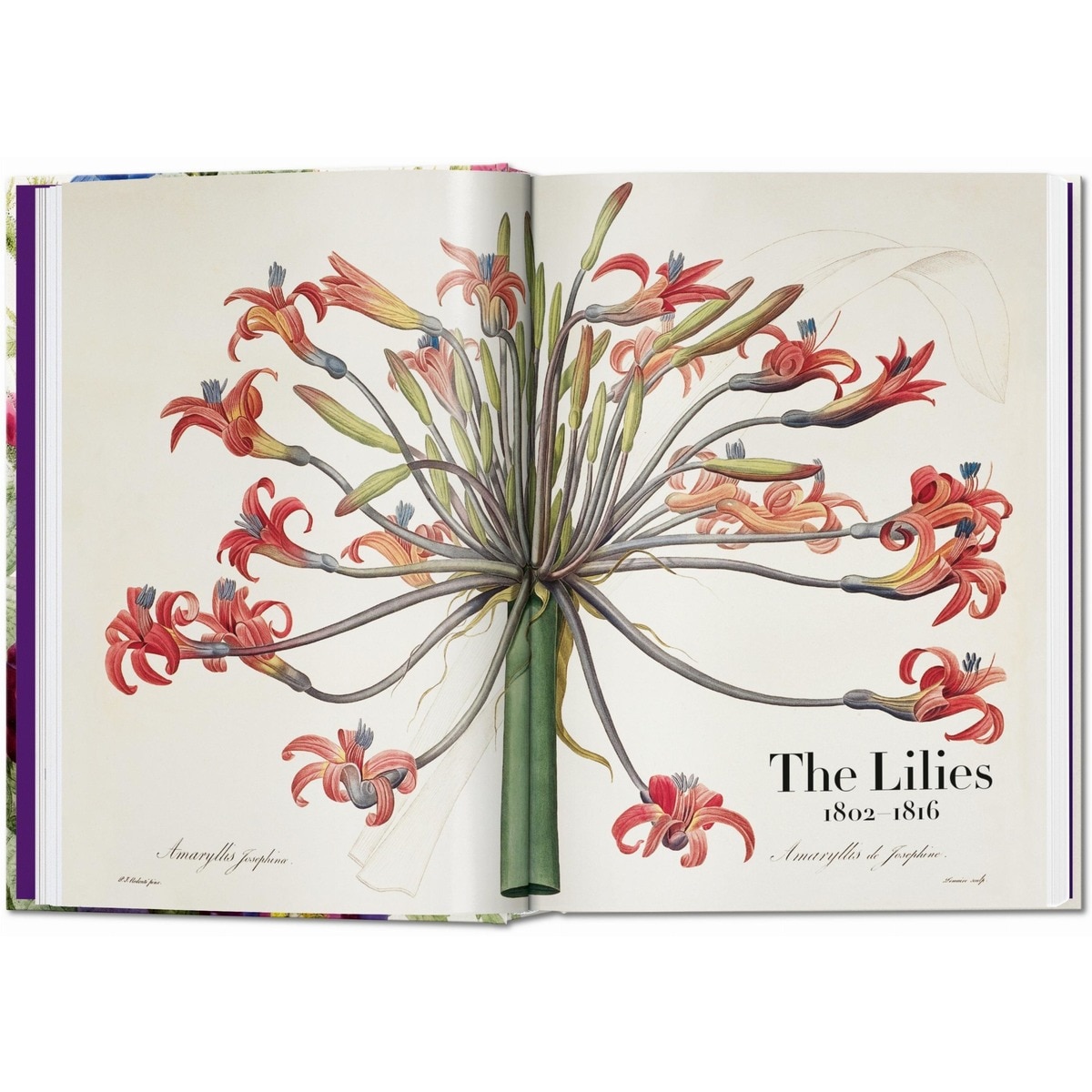 Redouté. El libro de las flores. 45th Ed. (Capa dura) 3