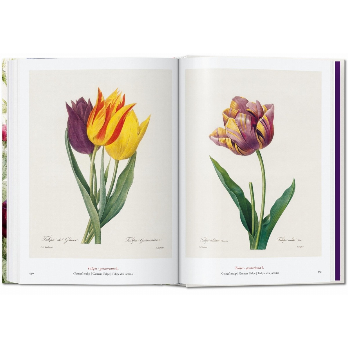 Redouté. El libro de las flores. 45th Ed. (Capa dura) 4