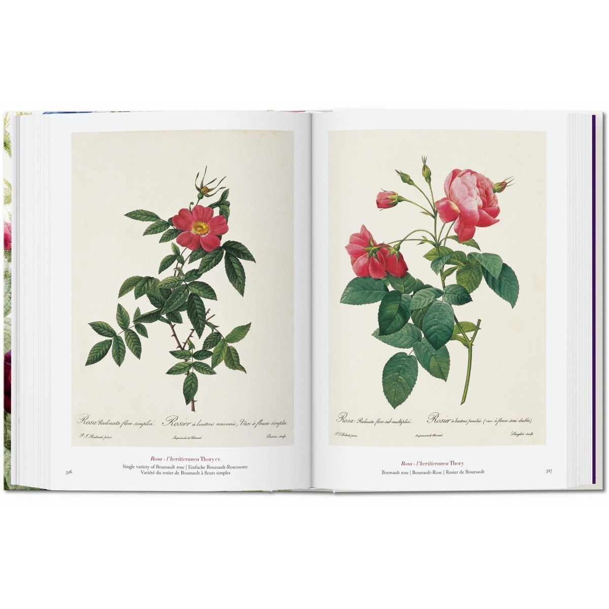 Redouté. El libro de las flores. 45th Ed. (Capa dura) 5