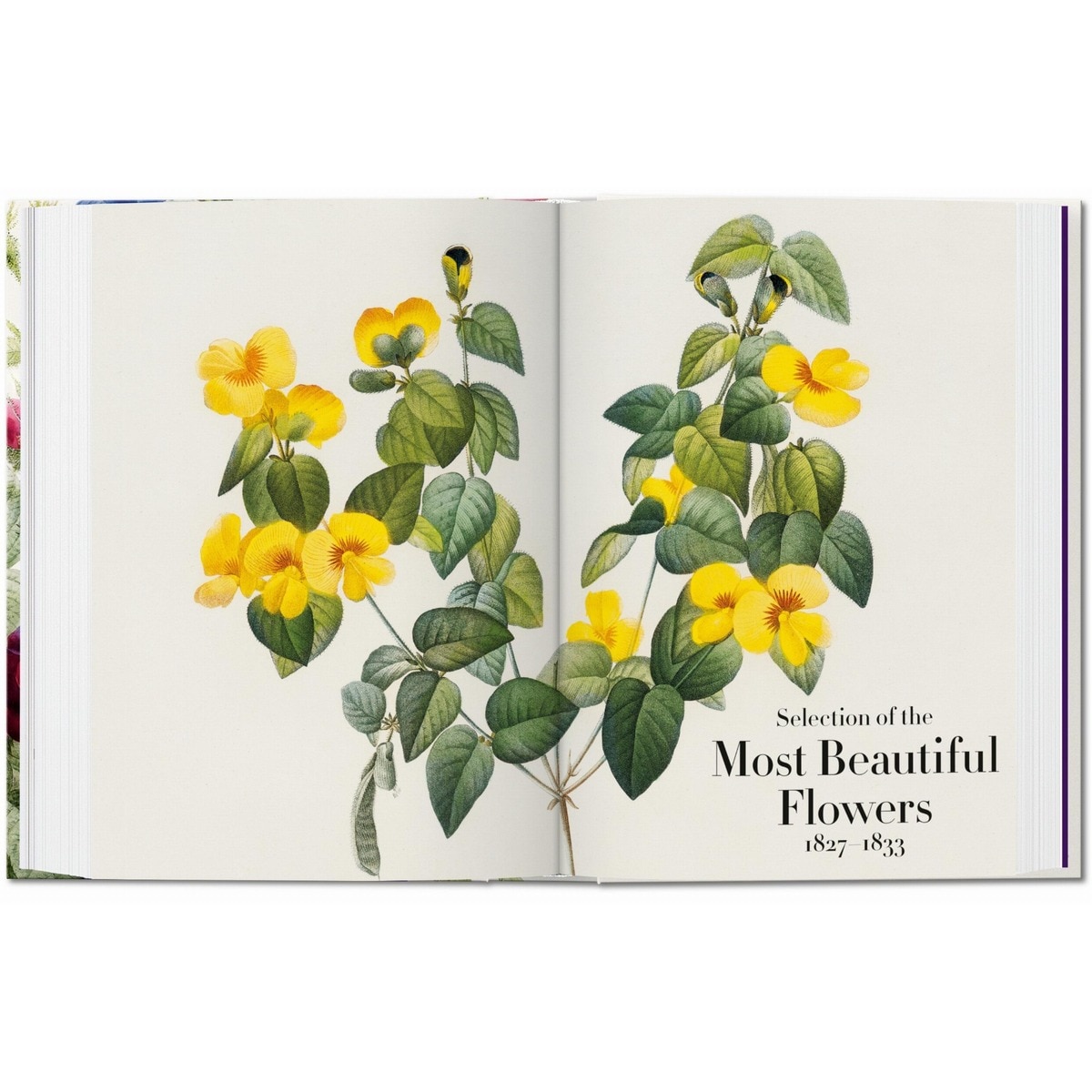 Redouté. El libro de las flores. 45th Ed. (Capa dura) 7
