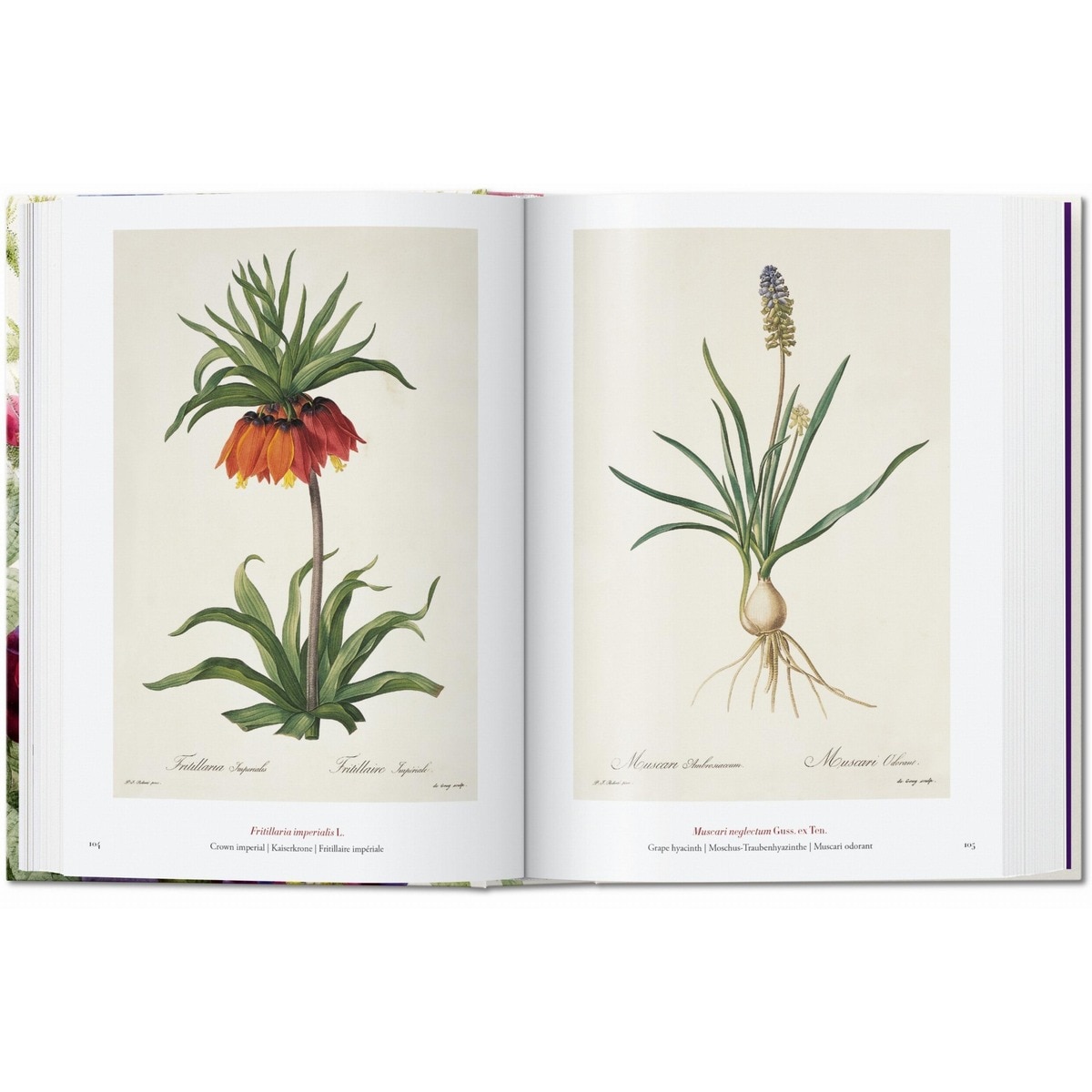 Redouté. El libro de las flores. 45th Ed. (Capa dura) 6