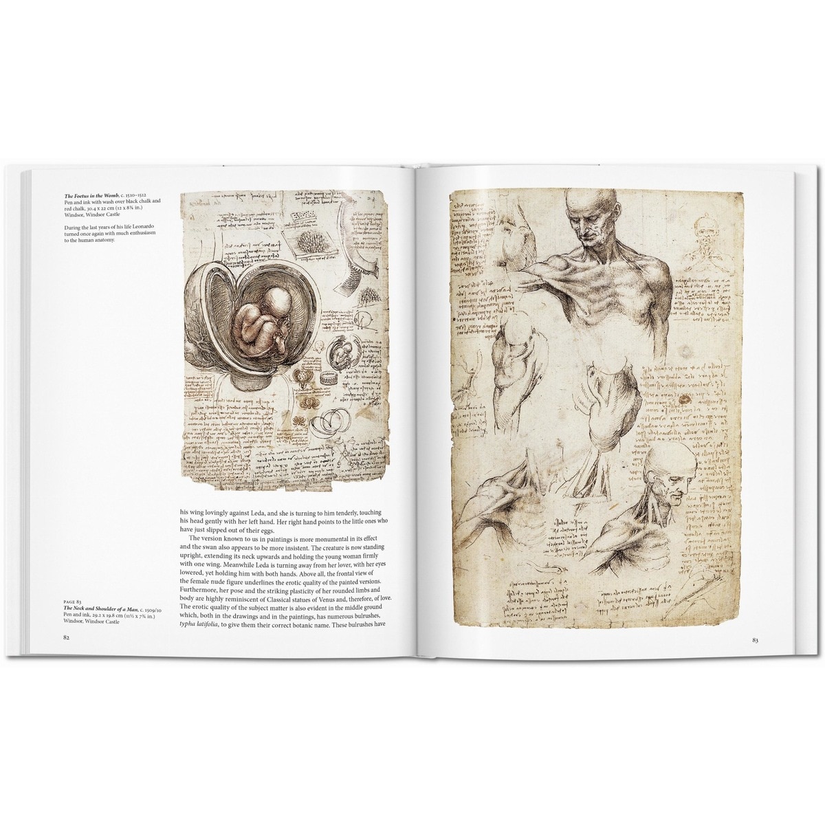 Leonardo (Capa dura) 4