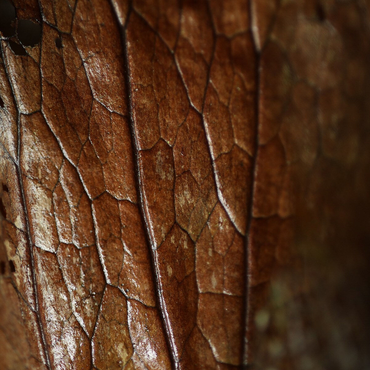 Objetivo Canon RF 85mm F2 MACRO IS STM para Canon EOS R Negro-6