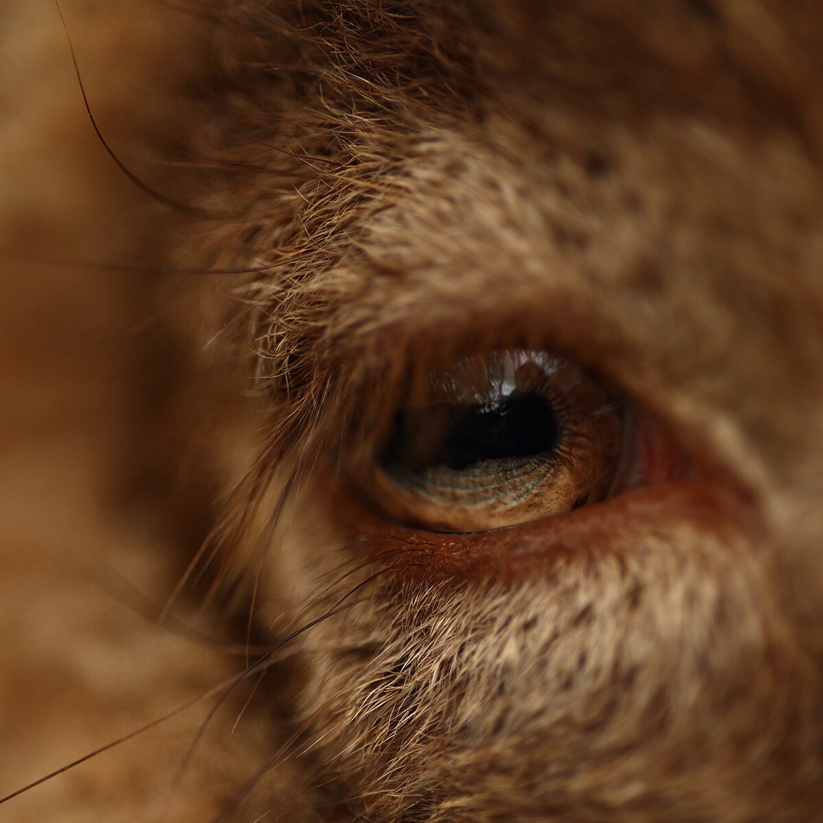 Objetivo Canon RF 85mm F2 MACRO IS STM para Canon EOS R Negro-4