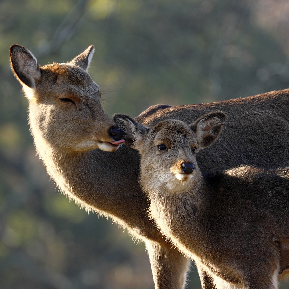 Objetivo Canon RF 600mm F11 IS STM para Canon EOS R Negro-6