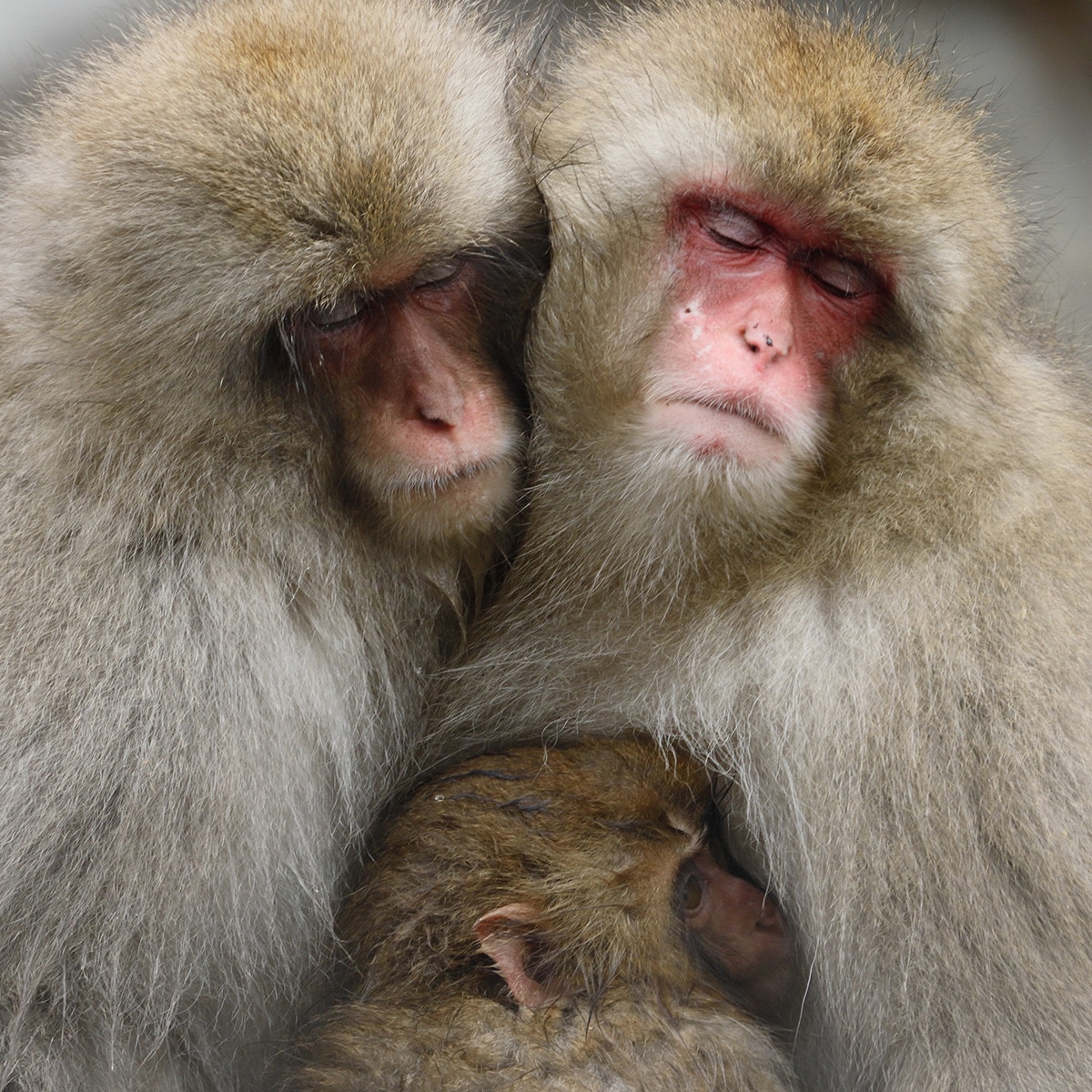 Objetivo Canon RF 600mm F11 IS STM para Canon EOS R Negro-5