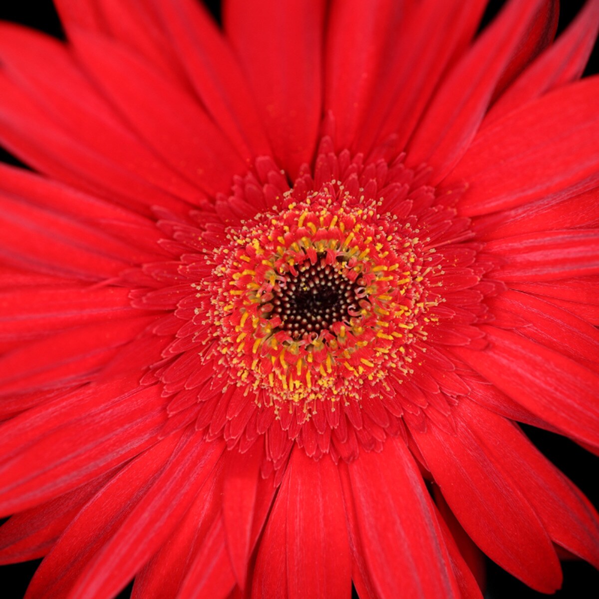 Objetivo Canon RF 35mm FU/1,8 MACRO IS STM para Canon EOS R Negro-4