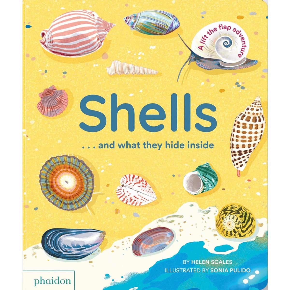 Shellsaand what they hide inside 1