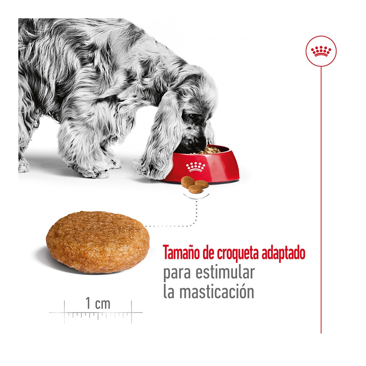 Pienso para perros adultos razas medianas Royal Canin 6