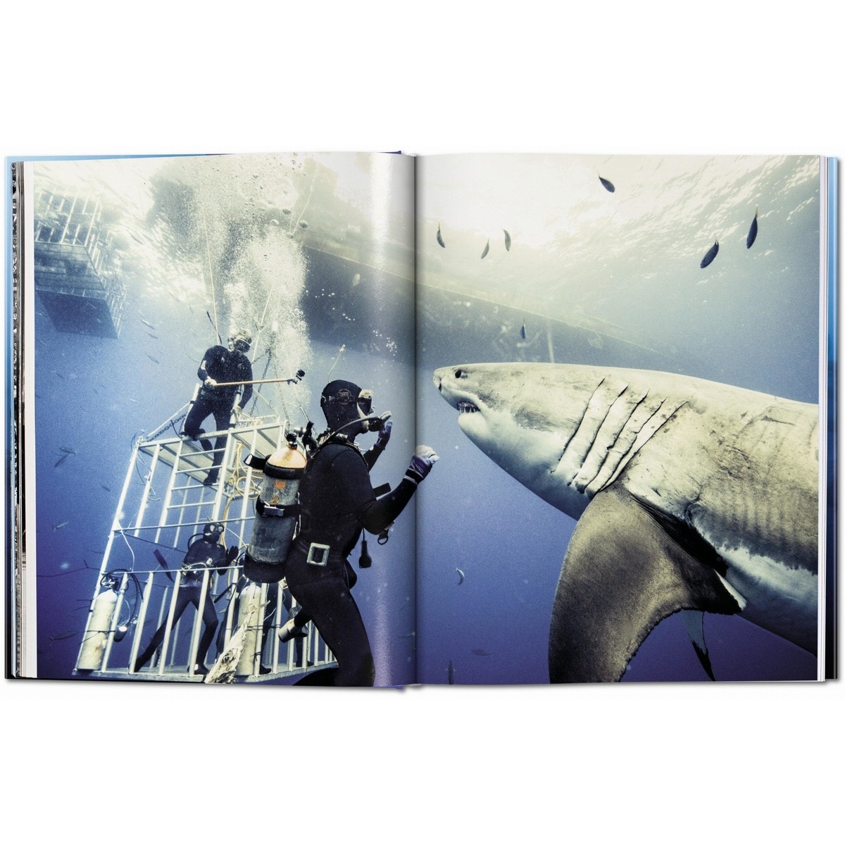 Michael Muller. Squali (Capa dura) 10