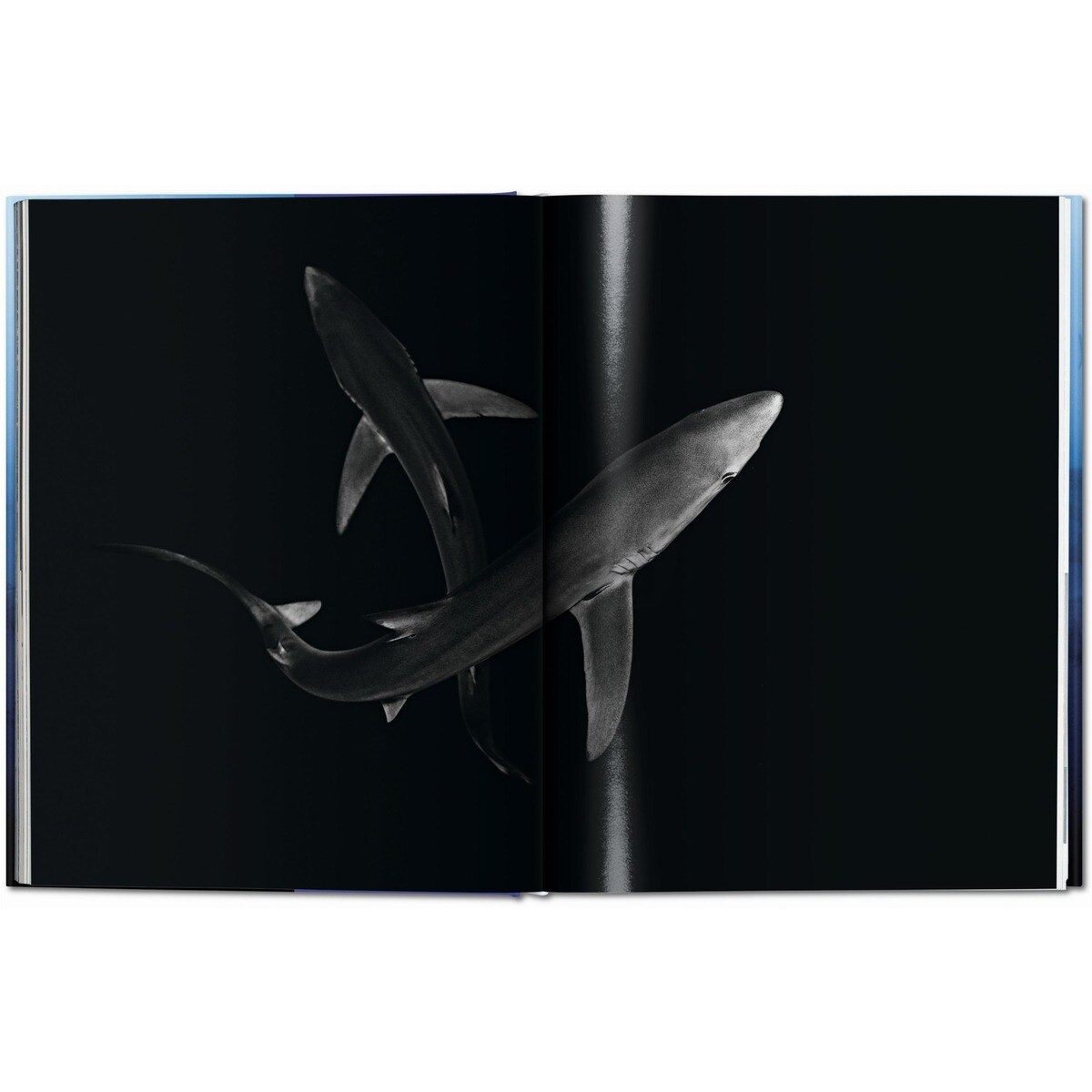Michael Muller. Squali (Capa dura) 11