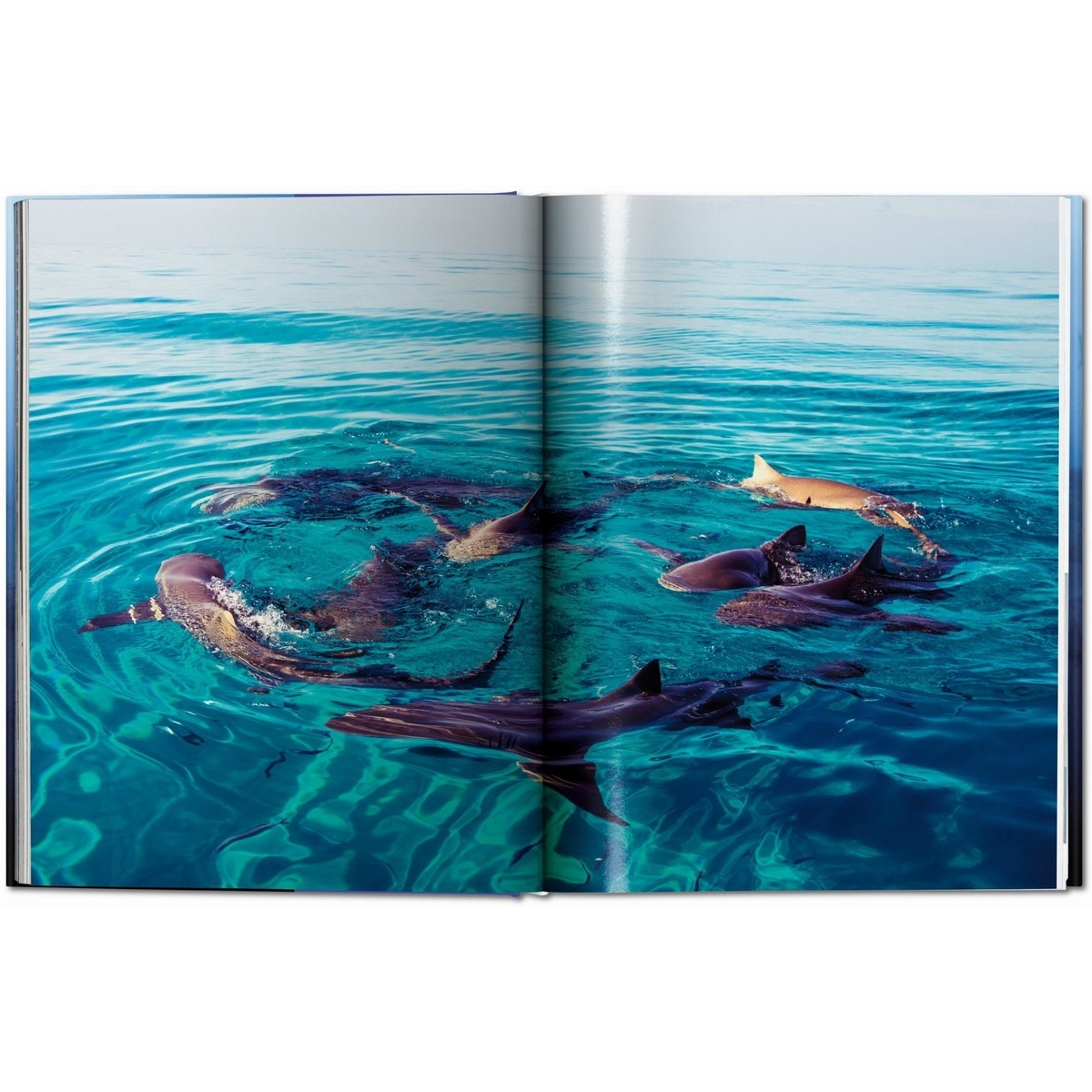 Michael Muller. Squali (Capa dura) 2
