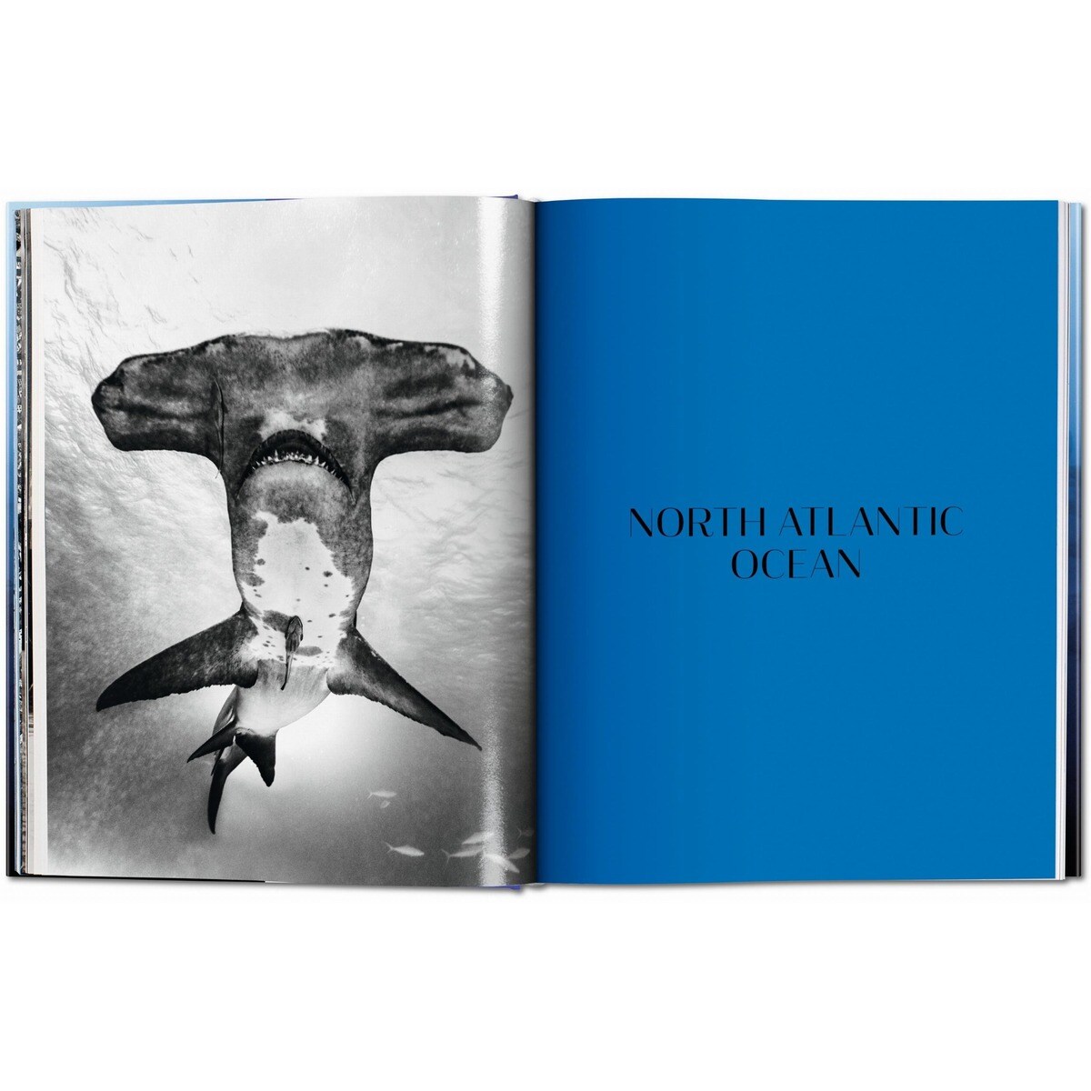 Michael Muller. Squali (Capa dura) 3