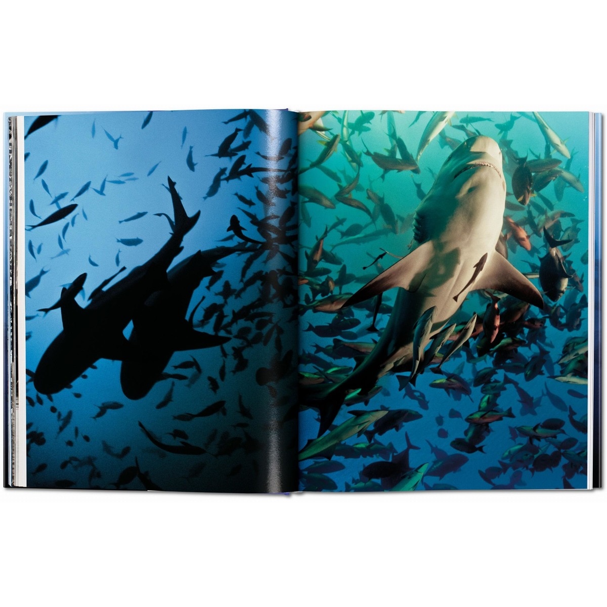 Michael Muller. Squali (Capa dura) 5