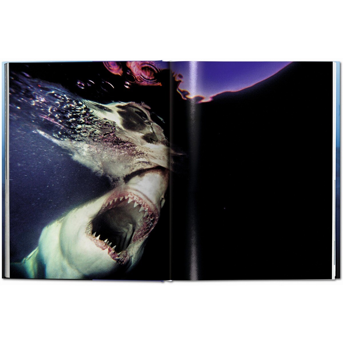 Michael Muller. Squali (Capa dura) 6