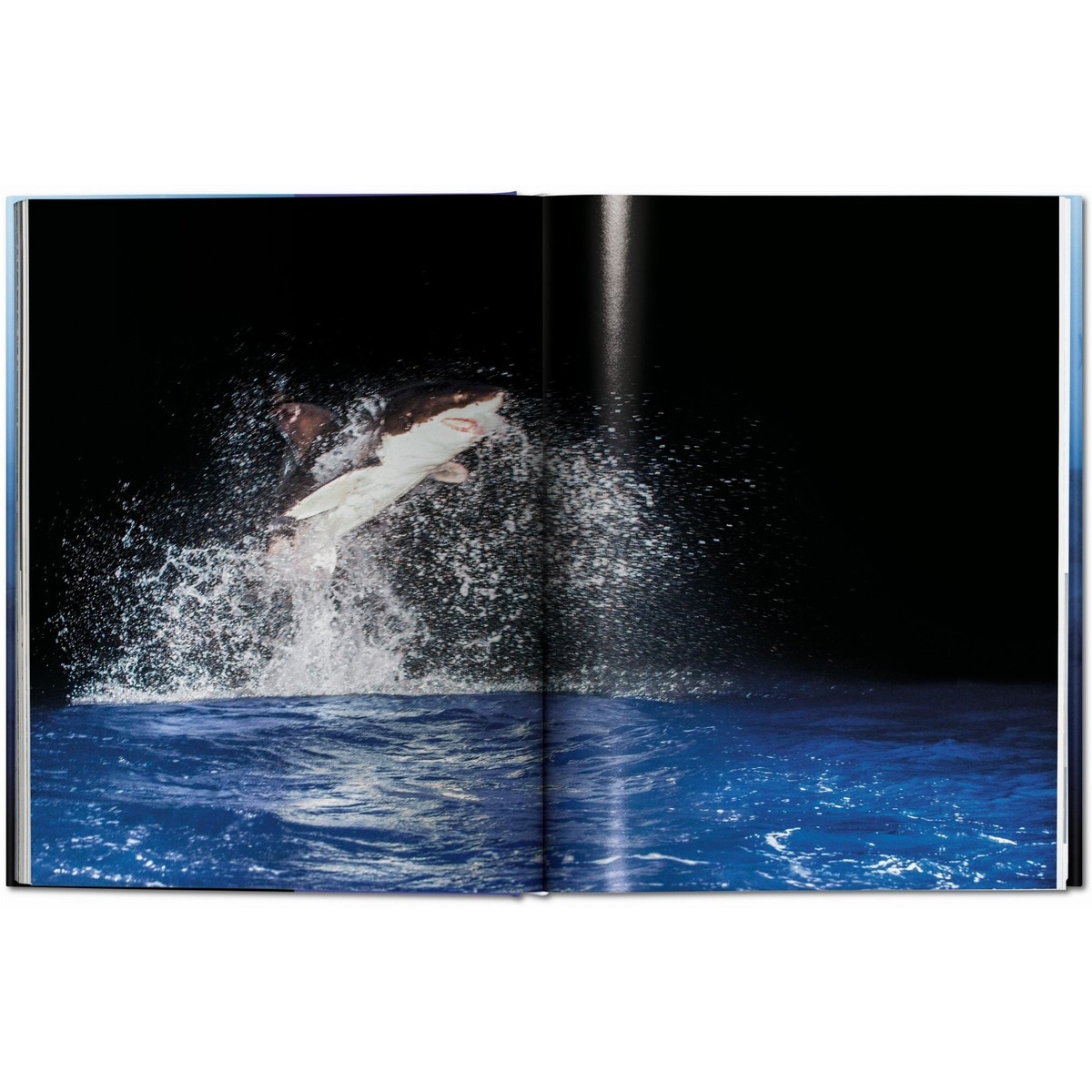 Michael Muller. Squali (Capa dura) 7
