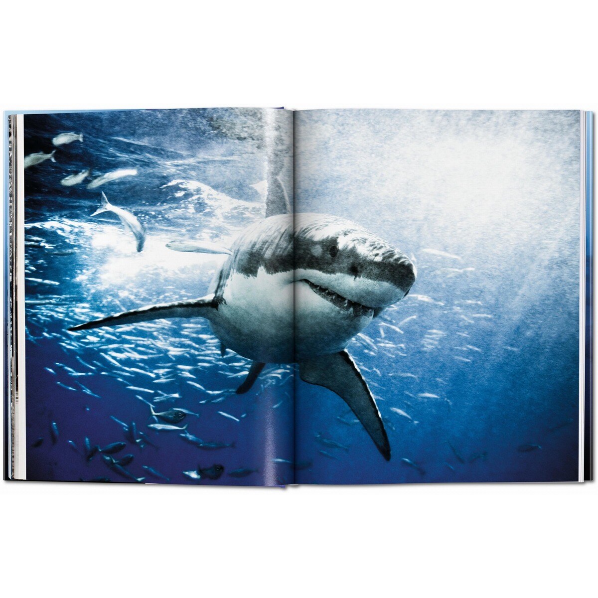 Michael Muller. Squali (Capa dura) 8