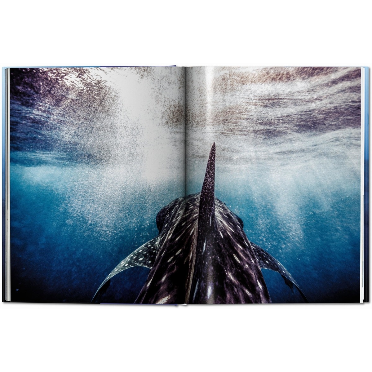 Michael Muller. Squali (Capa dura) 9