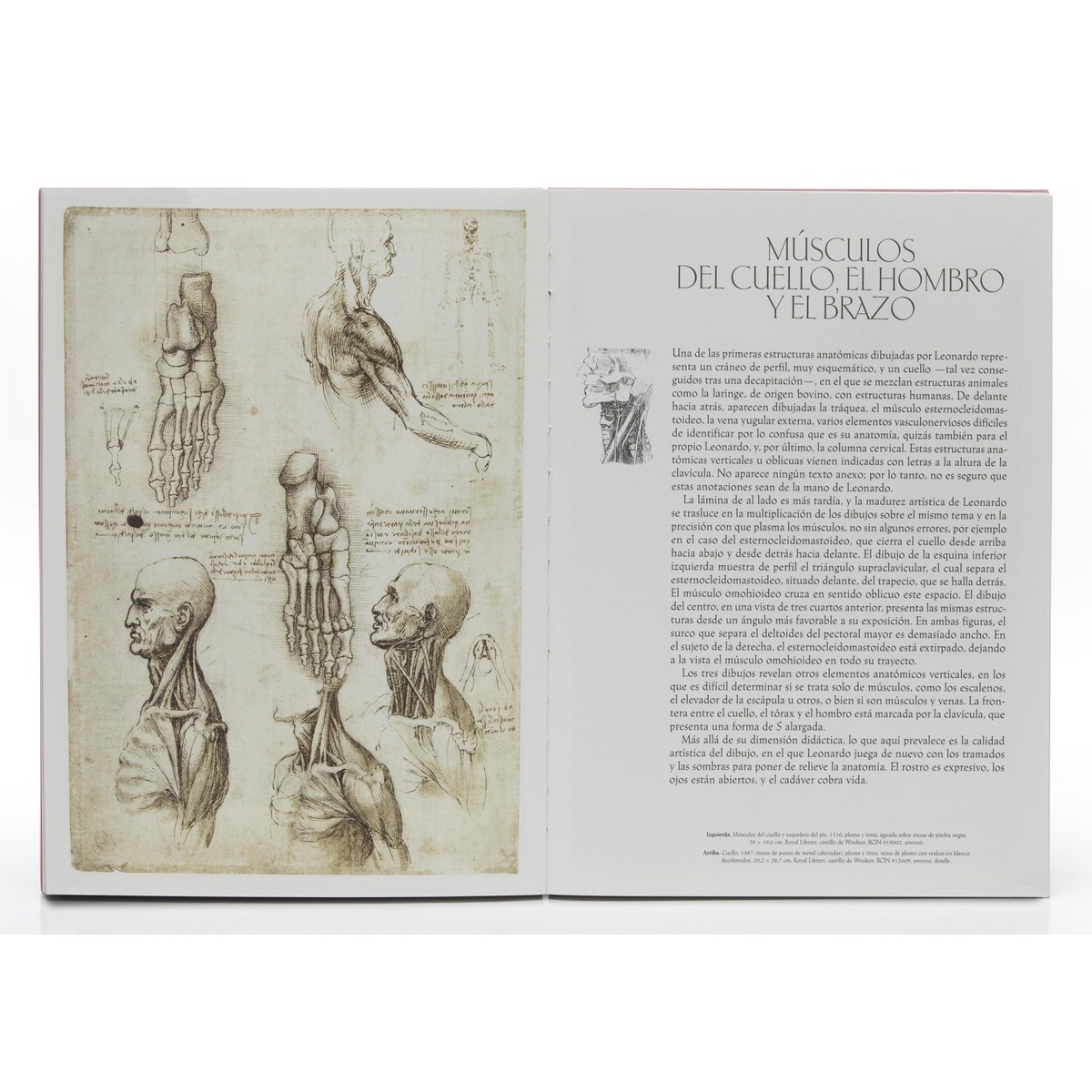 Leonardo da Vinci. La aventura anatómica (Capa dura) 4