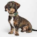 James Green dog collar 4x26-32 cm 1 each