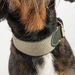 James Green dog collar 4x26-32 cm 1 each