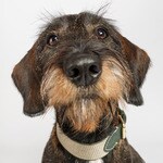 James Green dog collar 4x26-32 cm 1 each