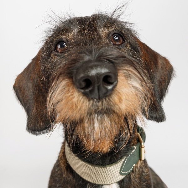 James Green dog collar 4x26-32 cm 1 each