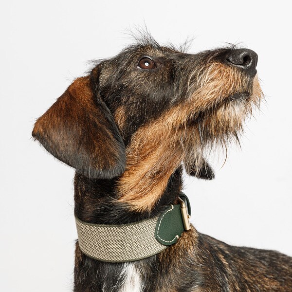 James Green dog collar 4x26-32 cm 1 each