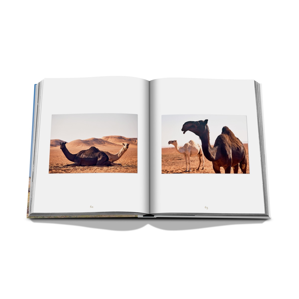 Camels from saudi arabia (classic) 12
