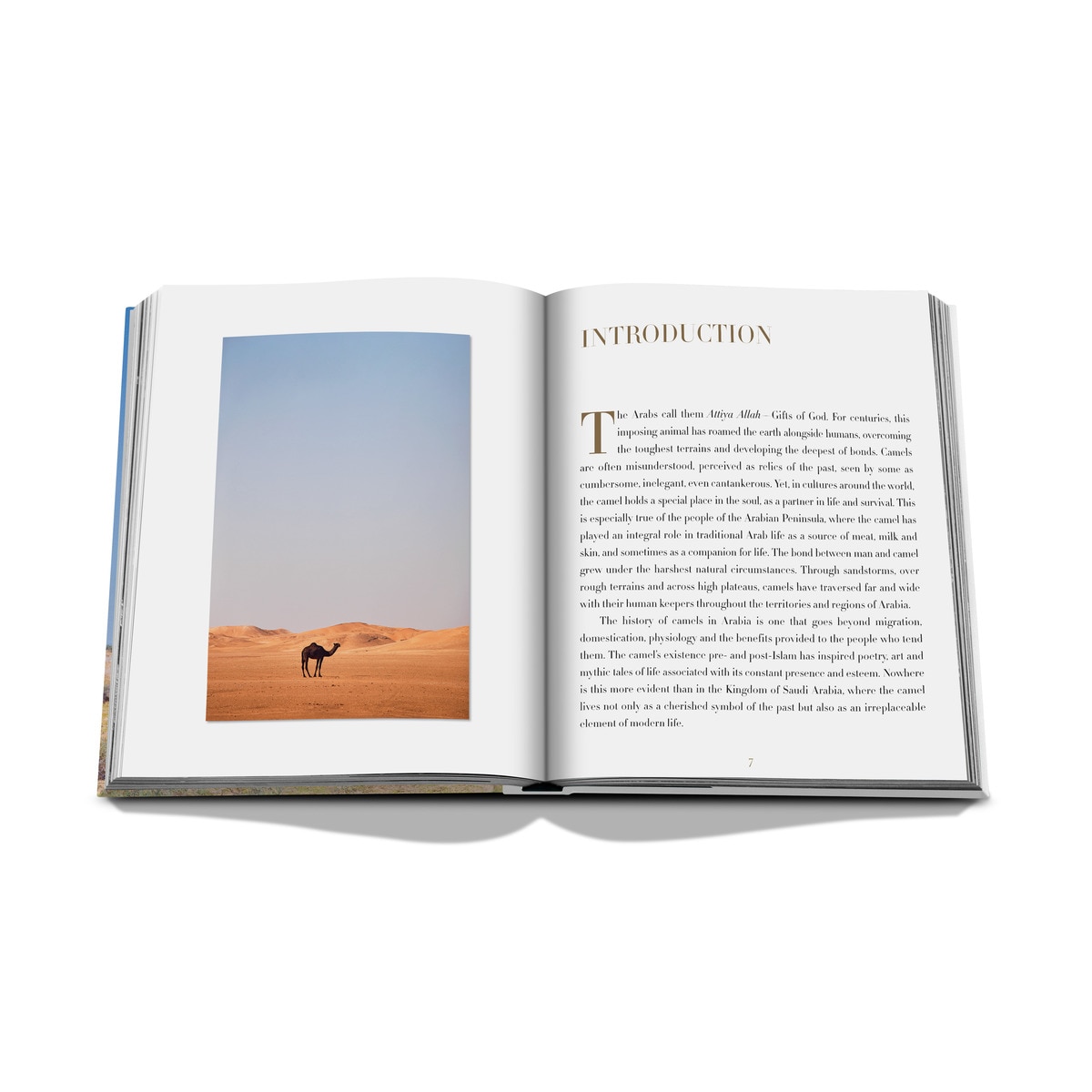 Camels from saudi arabia (classic) 14